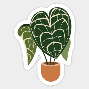 Anthurium clarinervium plant in a pot Sticker